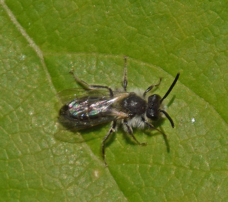 Andrena barbilabris - Witbaardzandbij