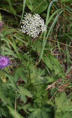 Selinum carvifolia - Karwijselie