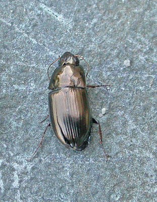 Amara communis