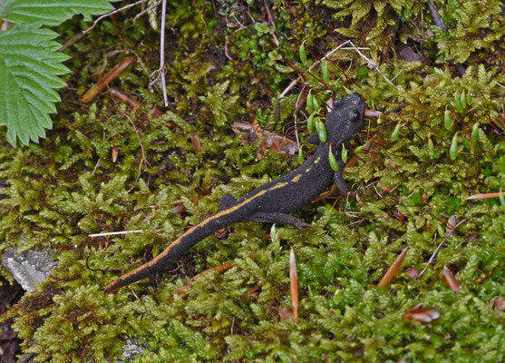 Calotriton asper - Pyreneeënbeeksalamander 