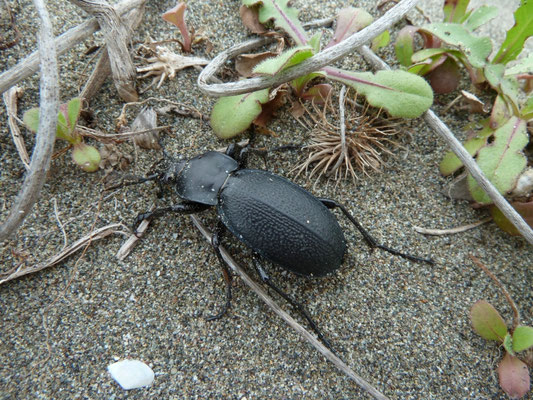 Carabus coriaceus