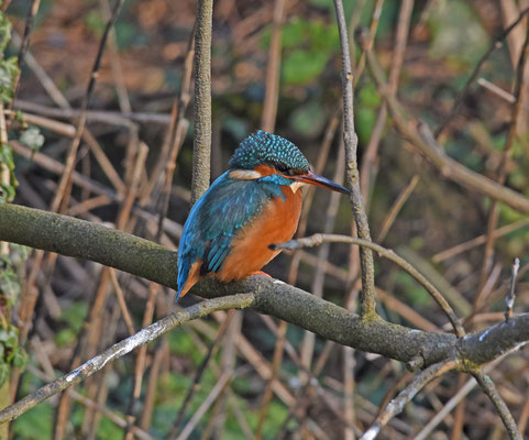 IJsvogel