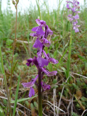 Anacamptis morio - Harlekijn