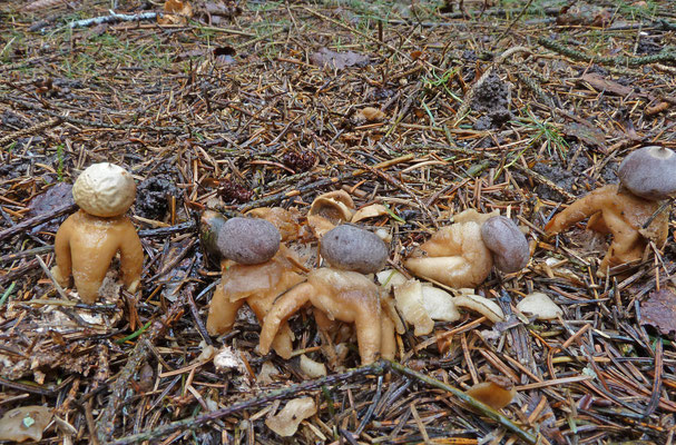 Geastrum quadrifidum-Vierslippige aardster