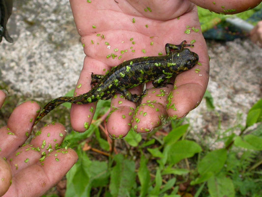 marmersalamander