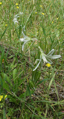 Knikkende vogelmelk