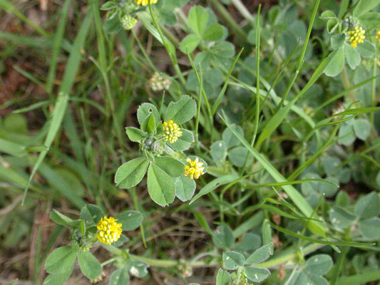 Trifolium dubium - Kleine klaver