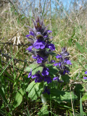 Ajuga genevensis - Harig zenegroen