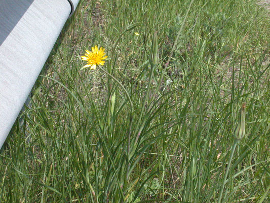 Tragopodon pratenis pratensis - Gele morgenster
