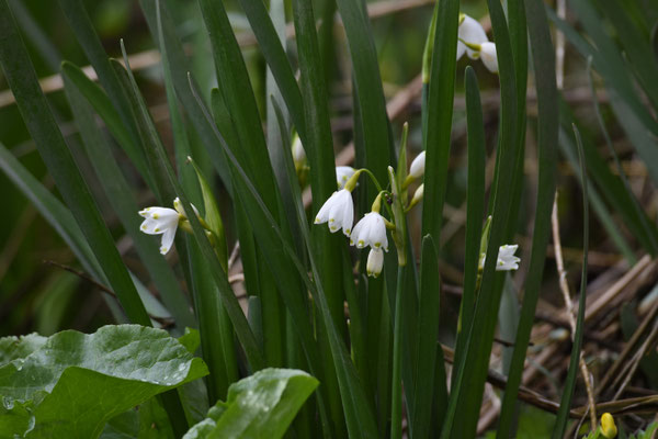 Leucojum aestivum - Zomerklokje