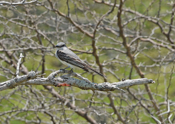 Grey Kingbird