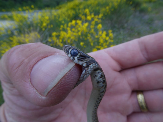Balkantoornslang (Hierophis gemonensis)