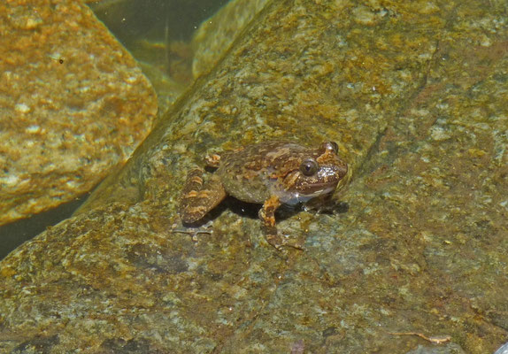 Discoglossus montalentii