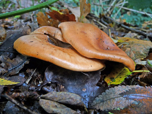 Lepista flaccida - Roodbruine schijnridderzwam