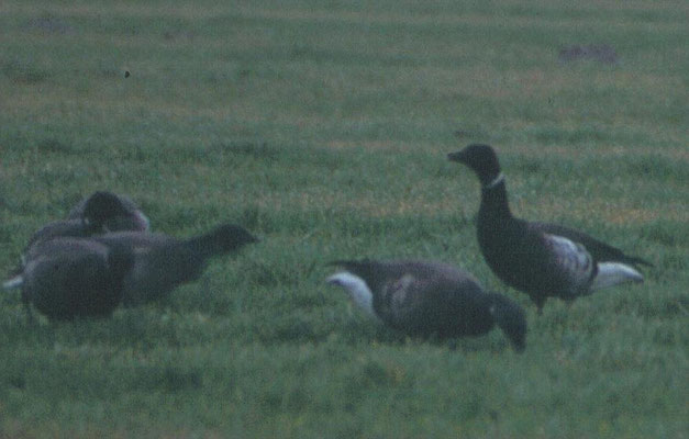 Zwarte rotgans