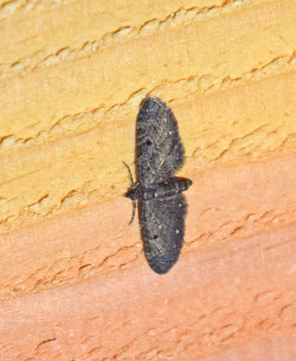Eupithecia tripunctaria - Schermbloemdwergspanner