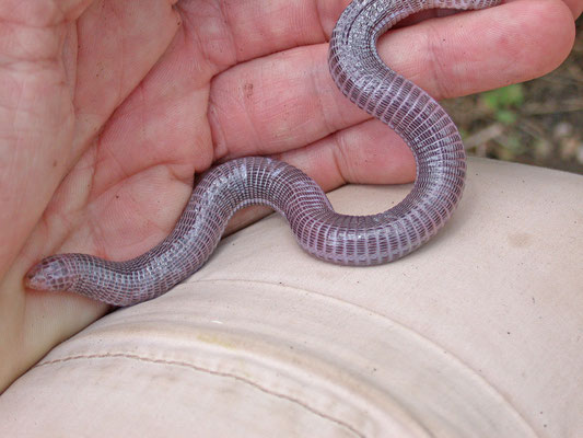 Blanus strauchi