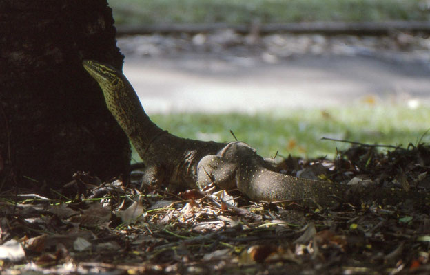 Varanus gouldii - Gould's Monitor