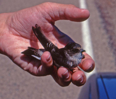 White-rumped Swiftlet