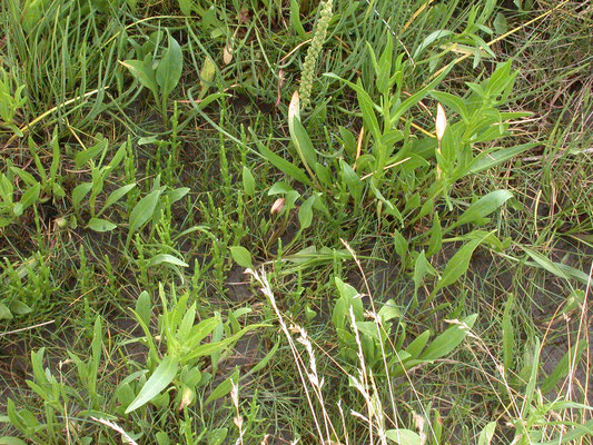 Salicornia procumbens - Langarig zeekraal