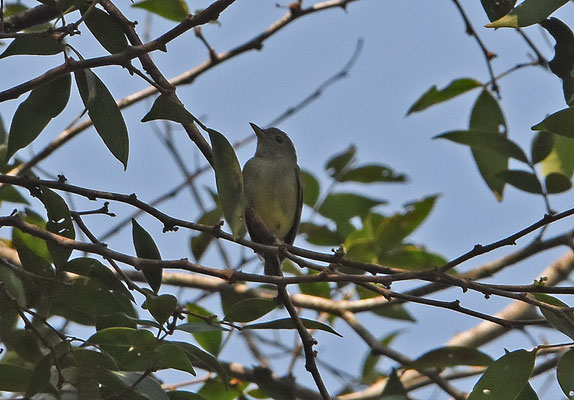 Guianan Tyrannulet