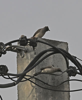 Pycnonotus barbatus - Common Bulbul