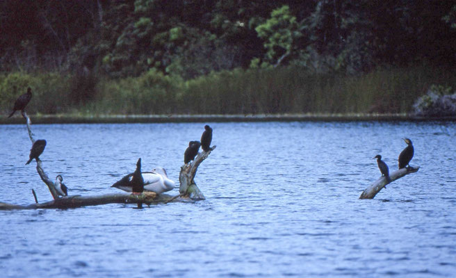 verschillende soorten aalscholvers (Cormorants)