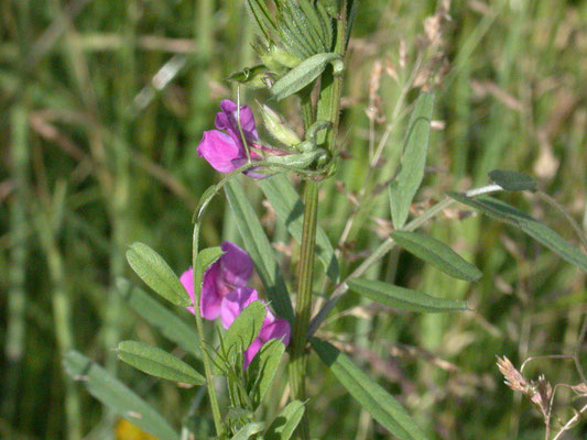 Vicia sativa nigra - Smalle wikke