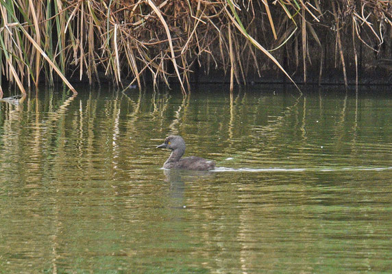 Least Grebe