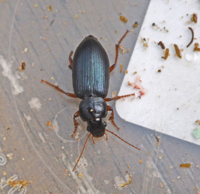 Ophonus ardosiacus - Grote blauwe halmklimmer