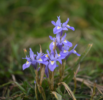 Moraea sisyrinchium