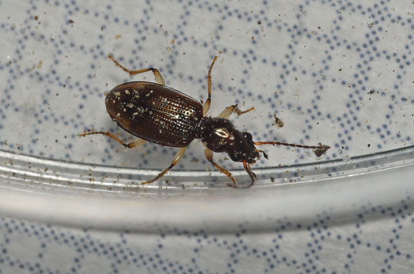 Bembidion elongatum - Kleine smalnekpriemkever