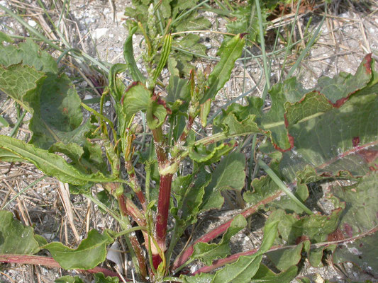 Rumex crispus - Krulzuring