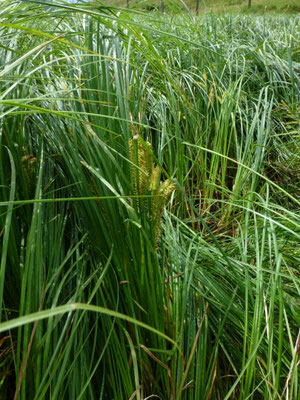 Carex rostrata - Snavelzegge