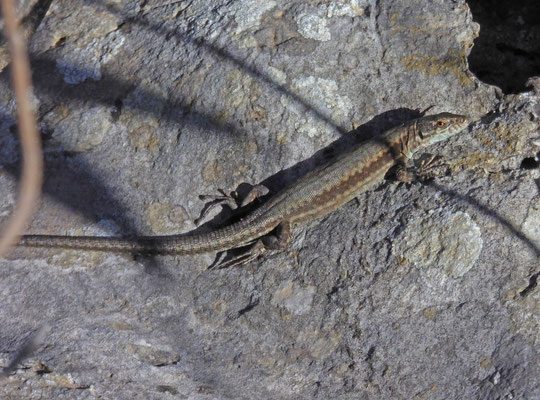 Muurhagedis (Podarcis muralis)