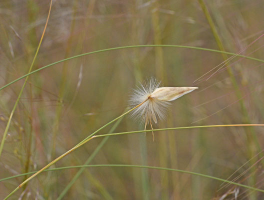 Lygeum spartum