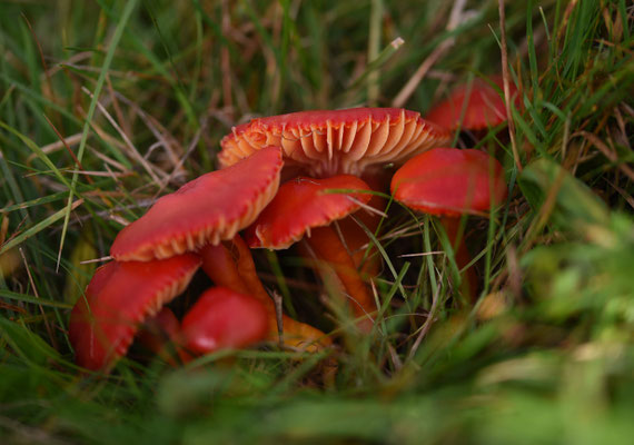 Hygrocybe coccinea - Scharlaken wasplaat