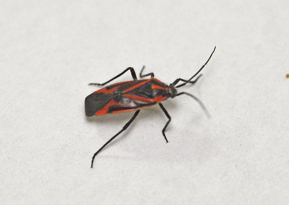 Horistus infuscatus