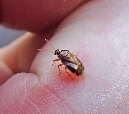 Deraeocoris lutescens - Loofboomhalsbandwants