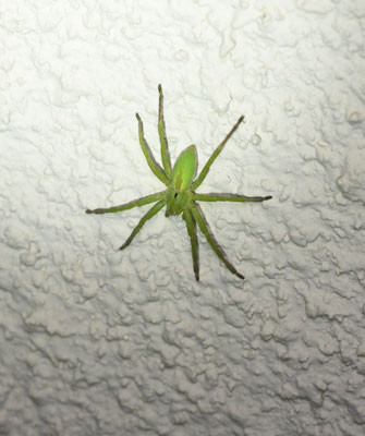 Groene jachtspin