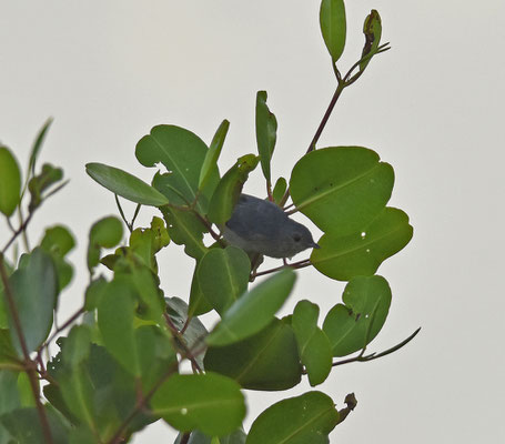 Bicolored Conebill