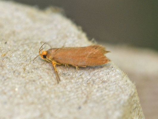 Crassa unitella - Zwamboorder