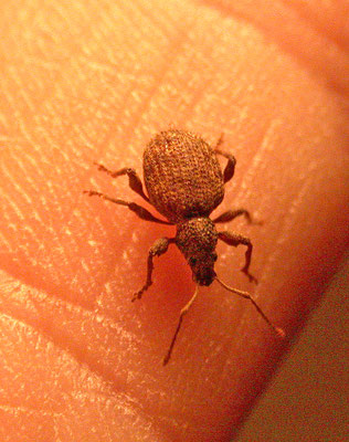 Otiorhynchus species