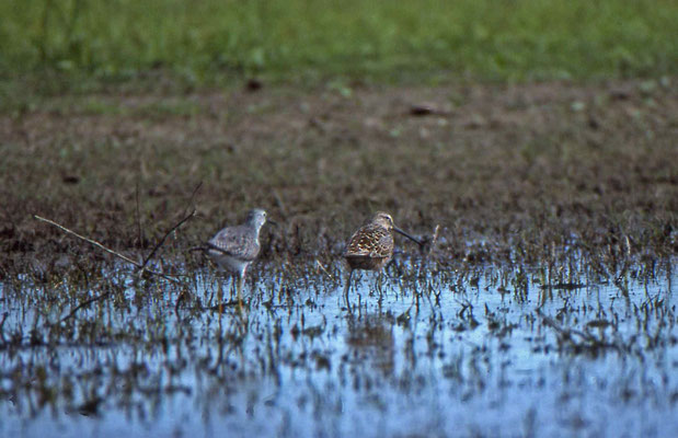 Dowitcher