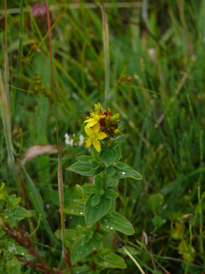 Hypericum dubium - Kantig hertshooi