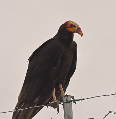 Lesser Yellow-headed Vulture