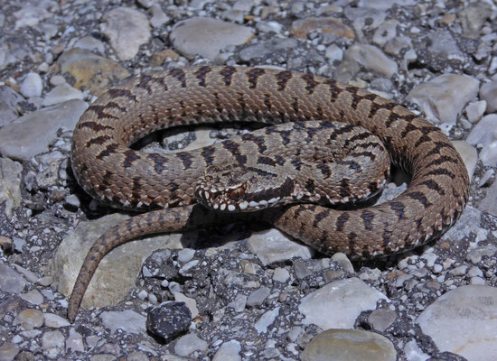 Bosnische adder (Vipera berus bosniensis)