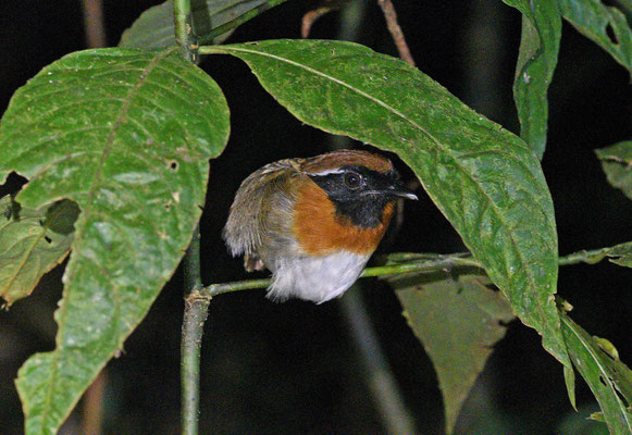 Chestnut-belted Gnateater