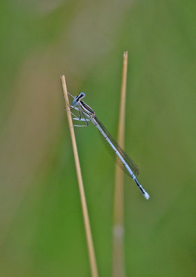 Blauwe breedscheenjuffer