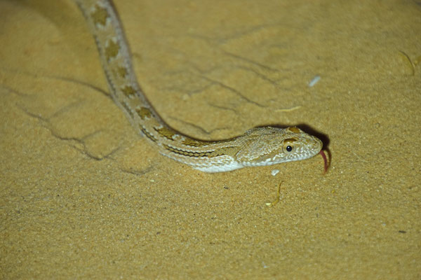 Sphalerosophis diadema cliffordii